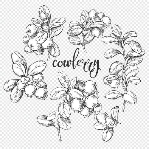 Illustration cranberry branches with berries