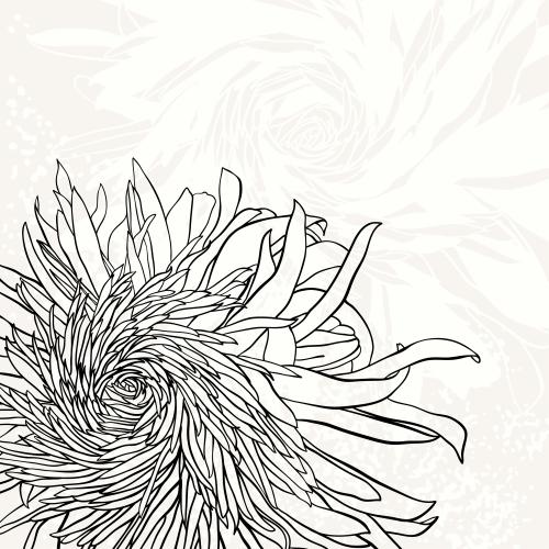 Chrysanthemum. Vector chrysanthemums contour and silhouette on light