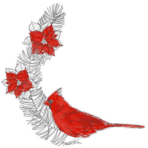 Northern cardinal. Vector red cardinal bird, evergreen branches and poinsettia flowers, space for text on white