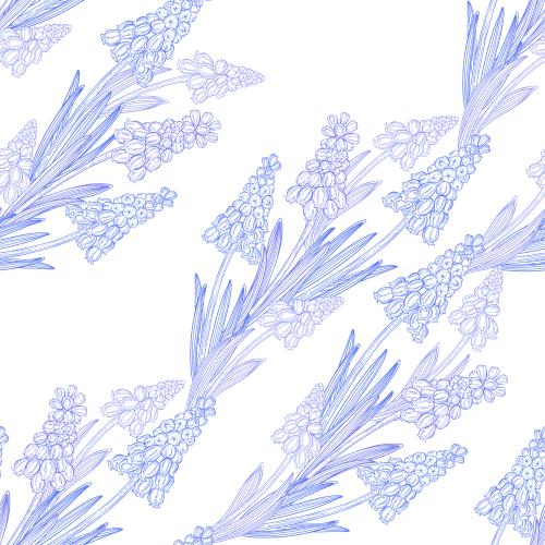 Muscari. Vector muscaris on white diagonal composition