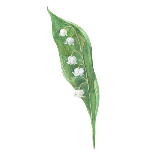 Raster image watercolor lily of the valley