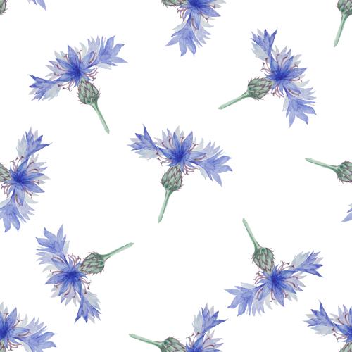 Cornflower. Vector watercolor cornflowers on white