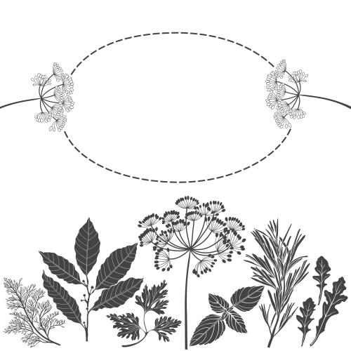 Basil. Vector culinary herbs oval frame with a place for text on white