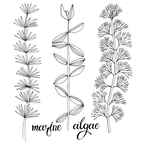Illustration sea algae, three options on white