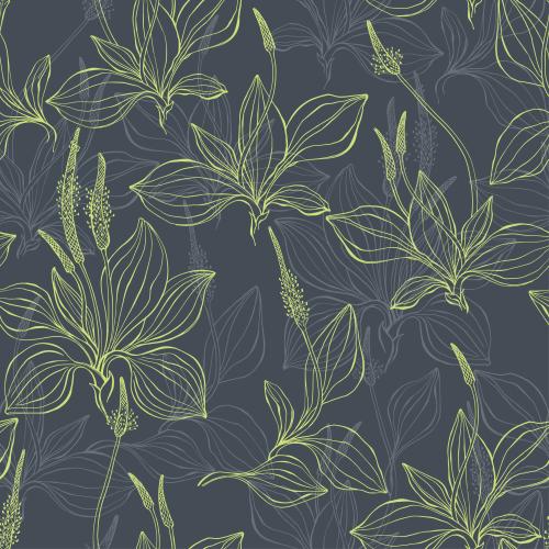Plantain. Vector plantain, green and gray outlines on dark gray