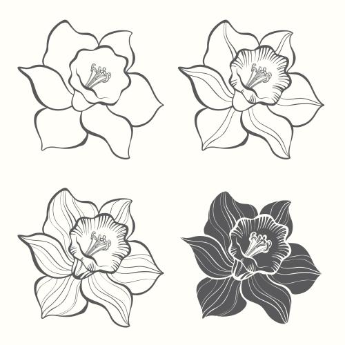 Illustration daffodil flower, four variants on white