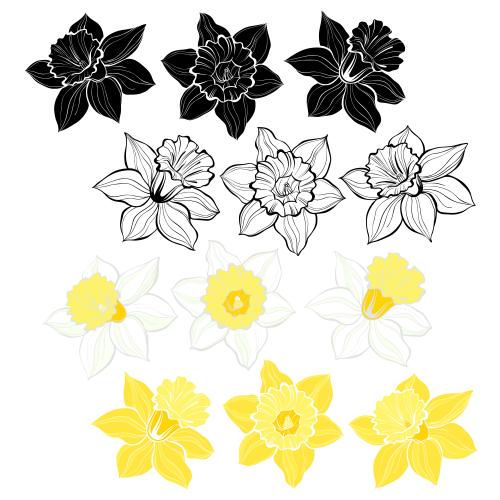 Illustration daffodils, various options on white
