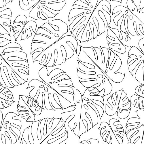 Monstera. Vector leaves of monstera, black outlines on white