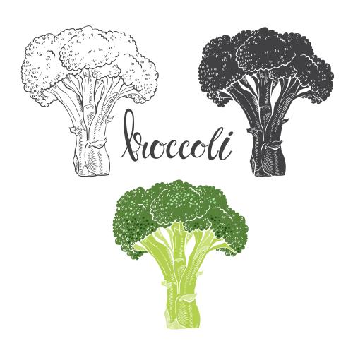 Broccoli. Vector broccoli, three variants on white