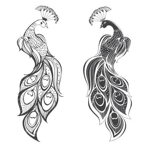 Black-white. Vector two stylized peacocks