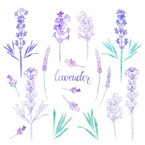 Raster image watercolor lavender, various options on white