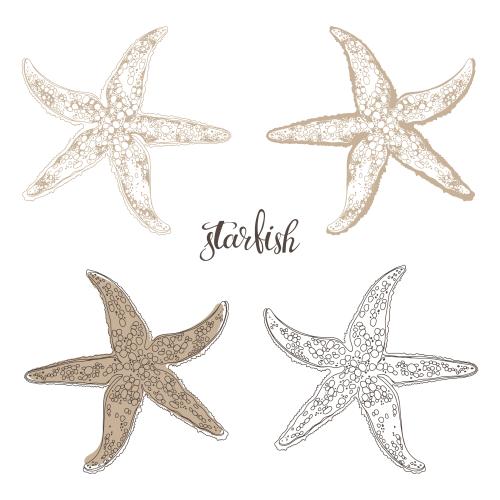 Vector image sea stars on white, four options
