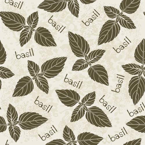 Basil. Vector basil silhouettes and inscriptions basil on light