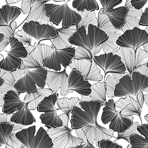 Ginkgo biloba. Vector ginkgo biloba, black contours and silhouettes of leaves on white