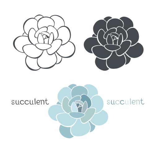 Succulent. Vector three succulents on white