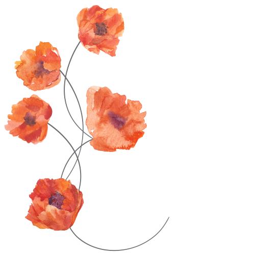 Illustration watercolor poppies, space for text on white