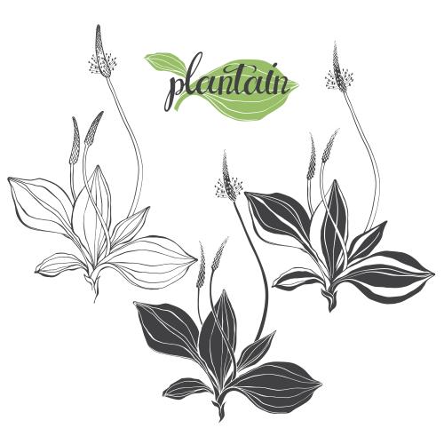 Plantain. Vector plantain options on white