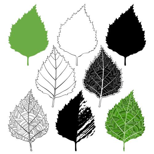 Birch. Vector birch leaves, various graphic options on white