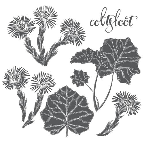 Illustration flowers and leaves of mother-in-law's tongue black silhouettes on white