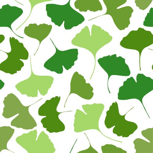 Ginkgo biloba. Vector ginkgo biloba colorful silhouettes of leaves on white