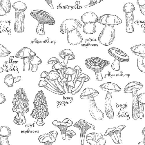 Vector image boletes, chanterelles, white mushrooms, birch boletes, oak boletes, russula mushrooms, oil mushrooms, morels, pores mushrooms, and their names in english
