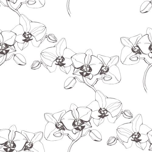 Orchid. Vector orchids contours on white