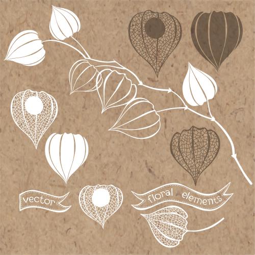 Illustration physalis, silhouettes and contours on craft