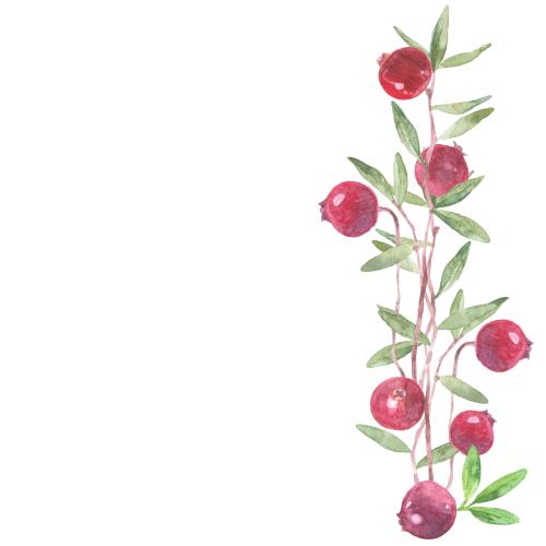 Cranberry. Vector cranberry twigs with berries, text area on white