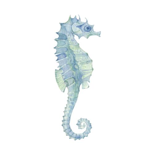 Vector image seahorse on white