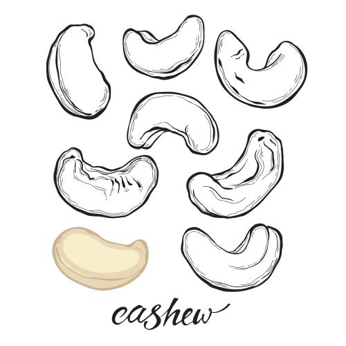 Nut. Vector cashew, various options on white