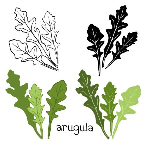 Arugula. Vector arugula on white, four different options