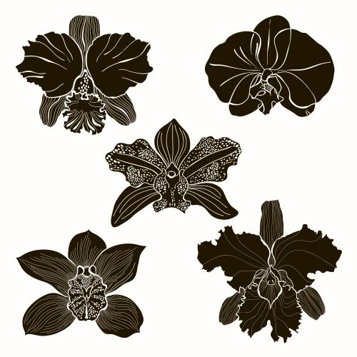 Orchid. Vector flowers of various orchid types, five black silhouettes on white