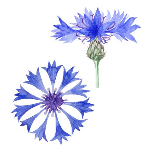 Cornflower. Vector cornflowers two different flowers on white