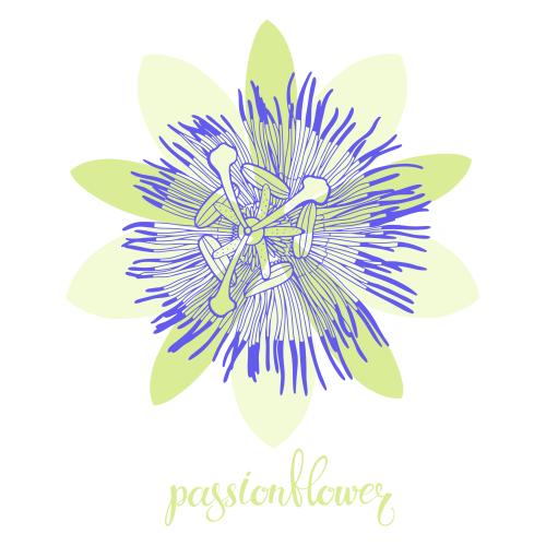 Passionflower. Vector passion flower, flower on white
