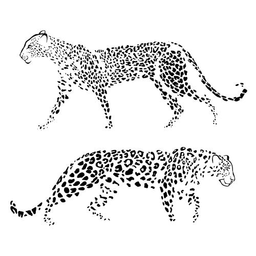 Leopard. Vector two leopards on white