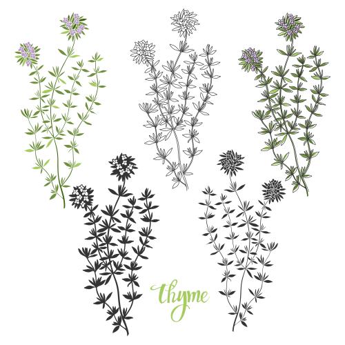 Vector image thyme variations on white