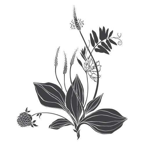 Illustration plantain, clover, field flowers, white composition