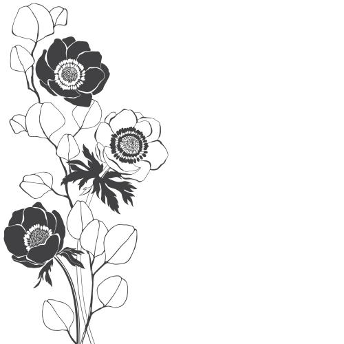 Eucalyptus. Vector anemones and eucalyptus branches, place for text on white