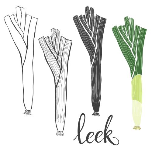 Onion. Vector leek, four options on white