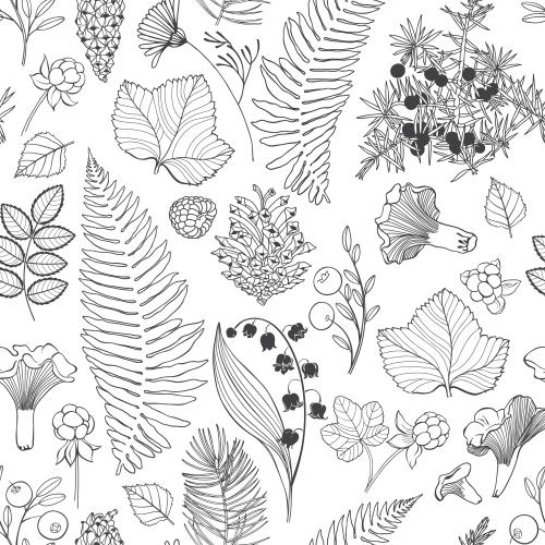 Chamomile. Vector fern leaves, chanterelle mushrooms, cloudberry, blueberry, chamomile, lily of the valley, pine branches, juniper on white