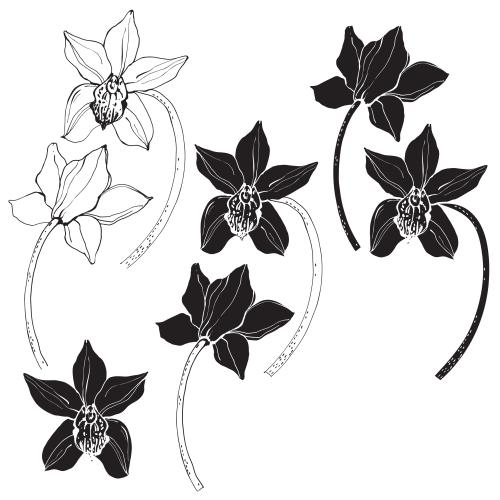 Illustration orchid flowers variations on white