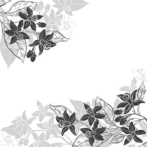 Neroli. Vector neroli flowers text area black and gray silhouettes on white angular composition