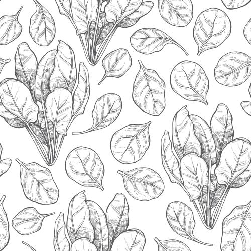 Spinach. Vector monochrome spinach on white