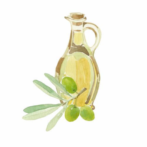 Olivaceous. Vector olive branch with fruits and a bottle of oil on white