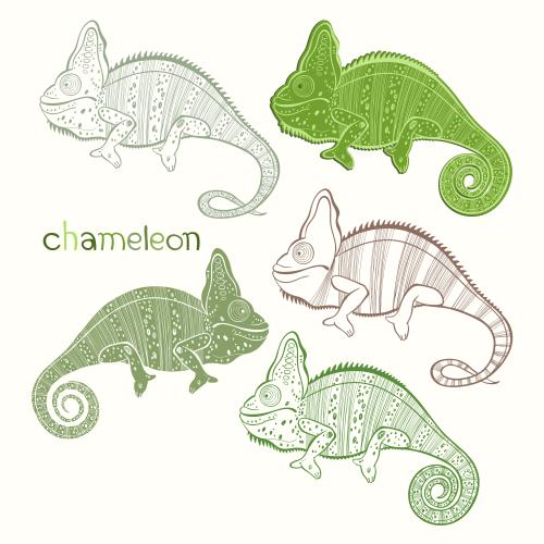 Chameleon. Vector chameleons, five different options on white