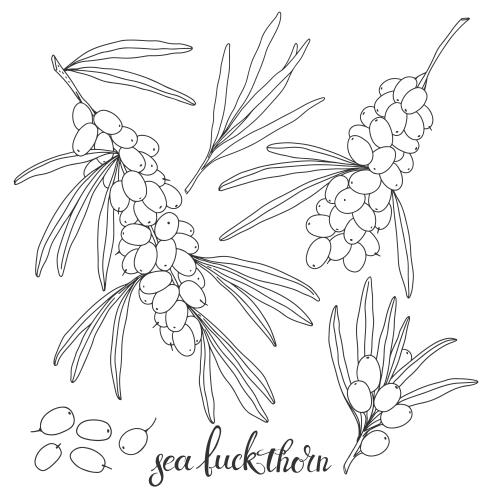 Vector image sea buckthorn, branches with berries, black outlines on white