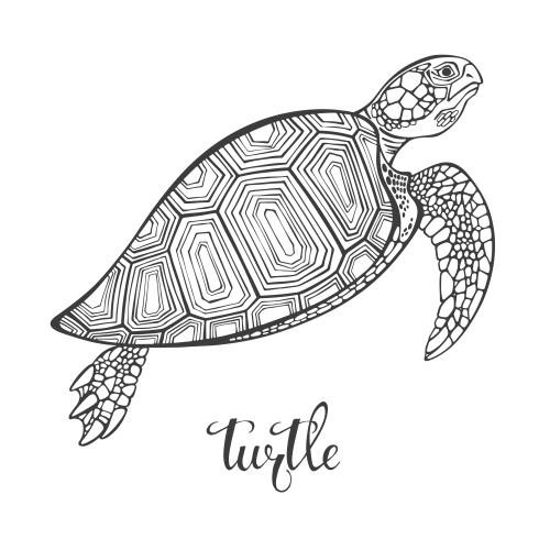 Turtle. Vector turtle on white
