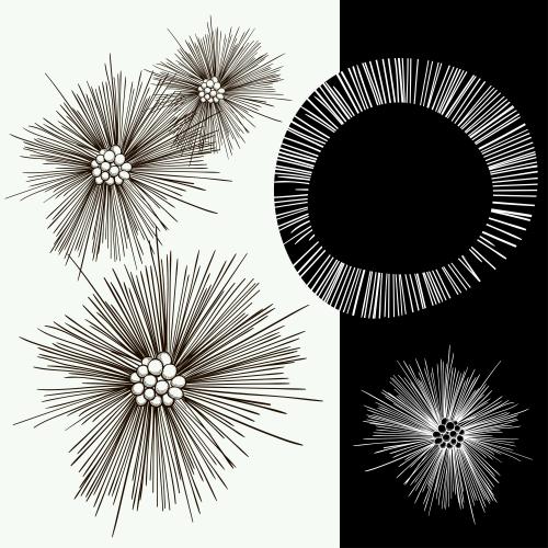 Vector image black and white spiky flowers