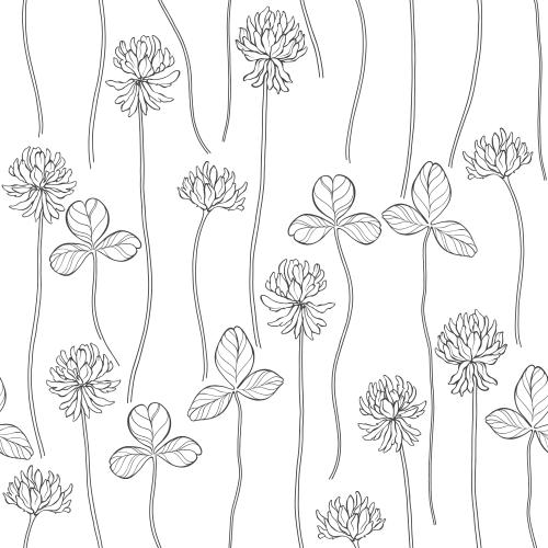 Clover. Vector clover, flowers and leaves on white