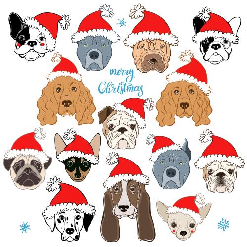 Spaniel. Vector dog faces of various breeds in new years hats on white isolated elements